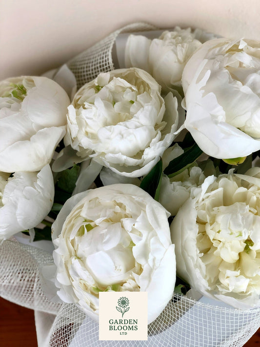 White Peonies