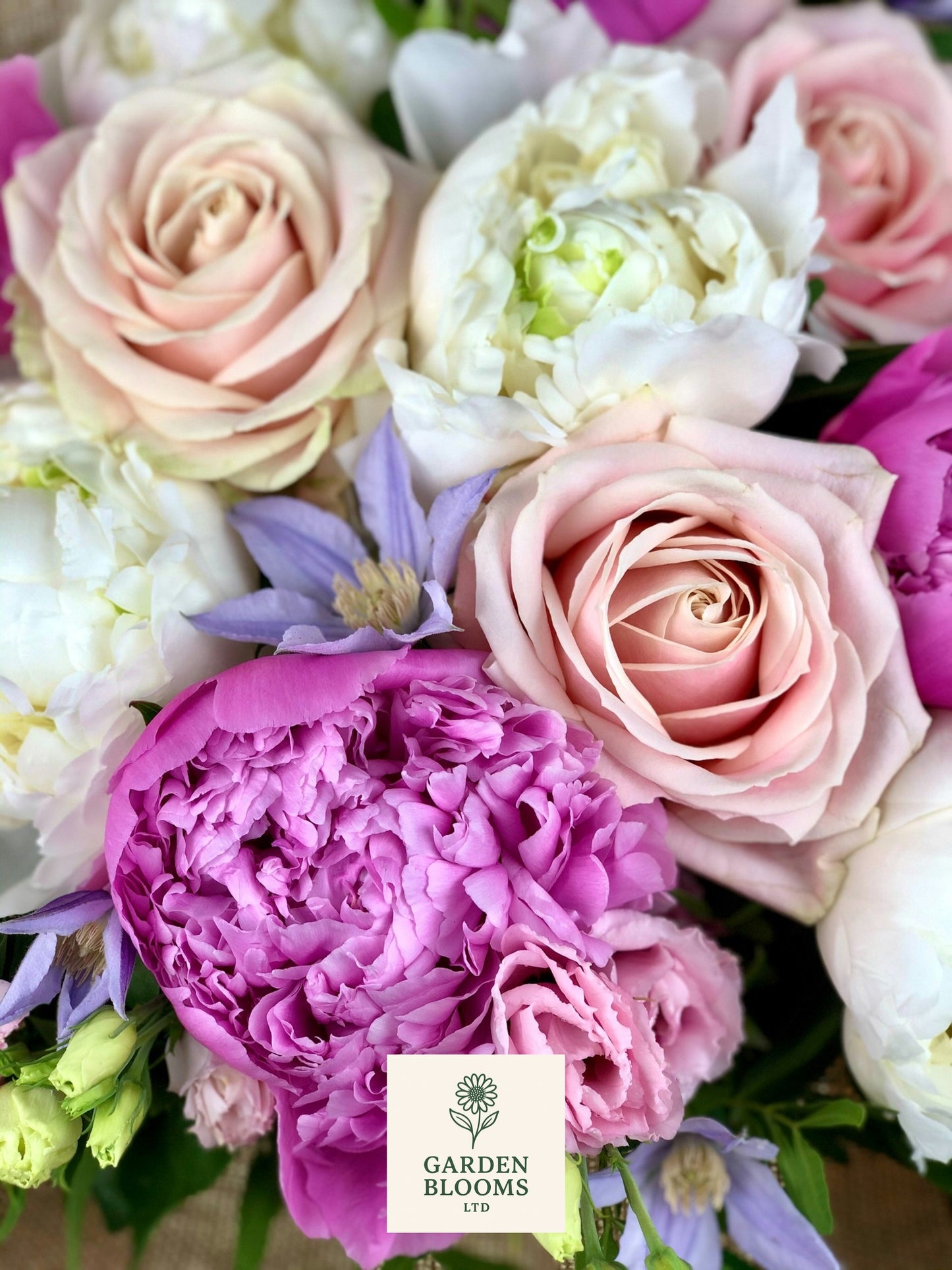 Peonies pastels